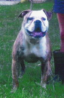 Brahma's Mrs. Demeanor