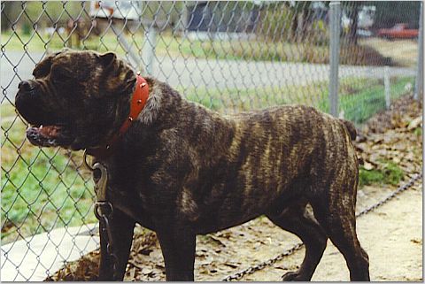 Triple M Gorilla Man