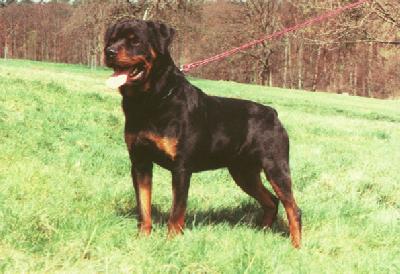 Eliyah vom Haus Lohnert