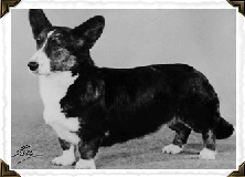 Beckrow Beauty at Kentwood