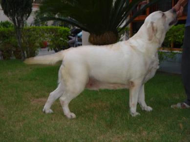 Lemonade Lou Sable Blues