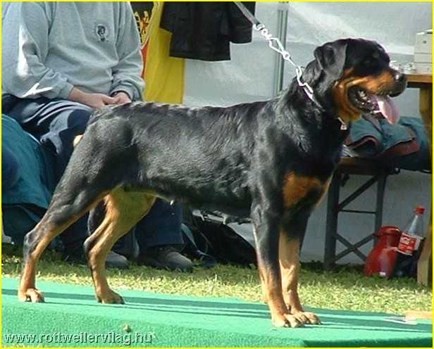 Briska vom Laufer Tor