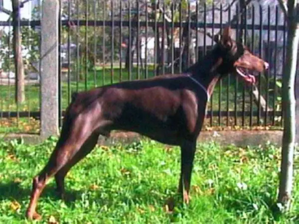 BOSNIAN CHAMPION Dankan Dax Altobello