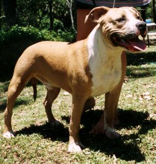 Lyntiki Boston Brawler