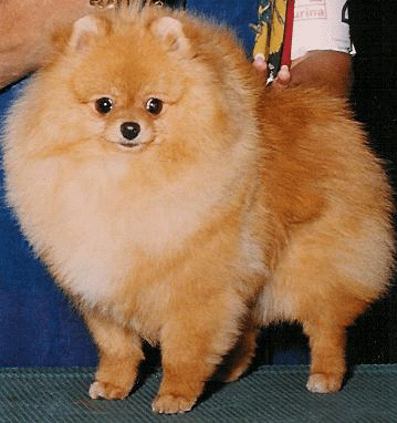 CH Finch's Angel In My Eyes