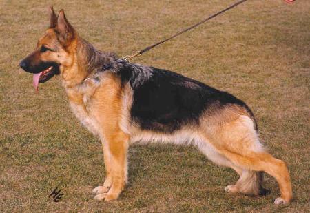 V LGZS Anschi von der Garwerts Mähre