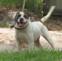 Konfederate Kennel's Molly B
