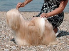 Chic Choix My Man Ashley