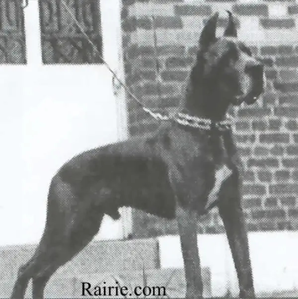 CH FRANCE1987 Attila des Terres de la Rairie