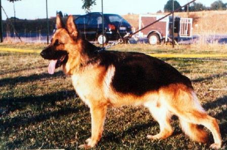 SG Sarko von den vier Buchen