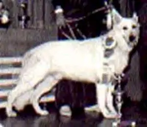 Barich's Satan von Finn