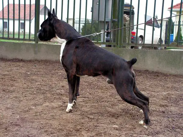 Aldo