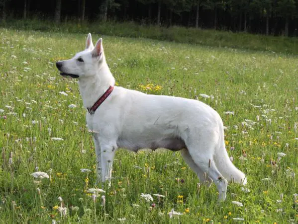 Grace Kelly of Buscin's Love