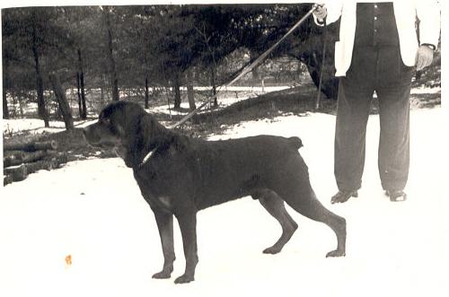 Brutus vom Georgshof