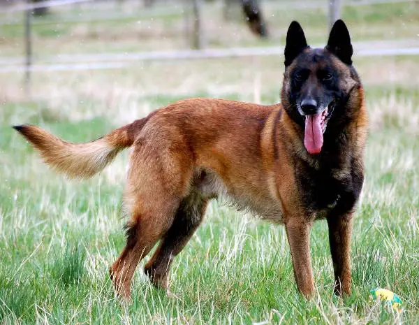 CHVDH Solero des Teutones