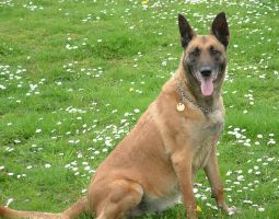 Kim (Dhr. Th. Oberje, Hengelo) Malinois