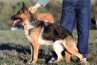 V Jana von der Bildeiche