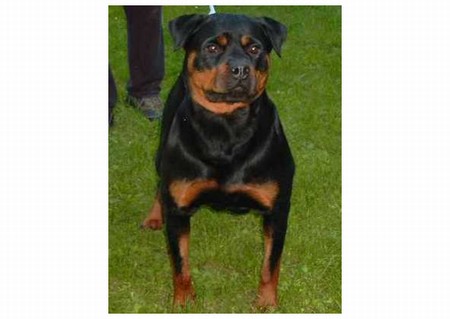 Yvett vom Schwaiger Wappen