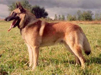 INT.CH V1.+CACB+CAC Kyno van Balderlo