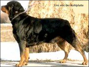 Erni von der Kohlplatte