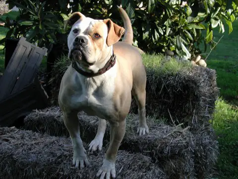 Simone of Manstopper