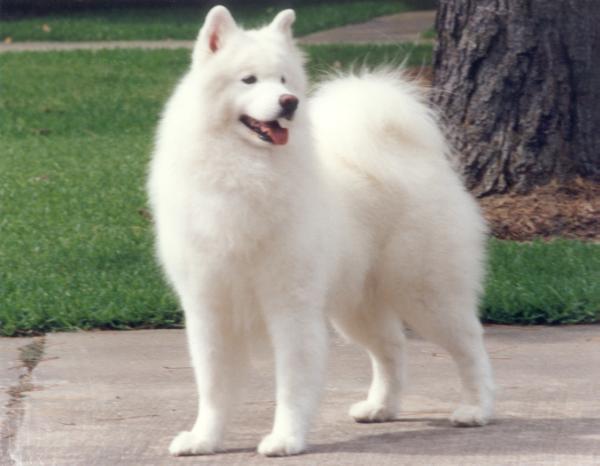 AM CH Seamist's Spellbinder