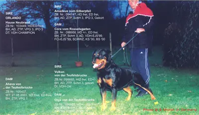 Don Vom Hause Neubrand