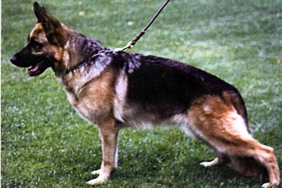 V18 Alice vom Elzmündungsraum