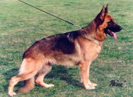 V Lollo vom Brachttal