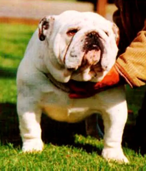 Bronorn Picasso at Ocobo