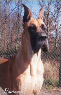 Gillyflower Des Brumes De La Vallee Du Cher