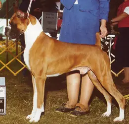 INT CH Woods End Crown Sable