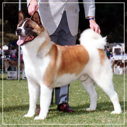 BIS, BISS AKC CH Chiheisen Take It To The Maxx