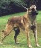 Lianique's Ajax