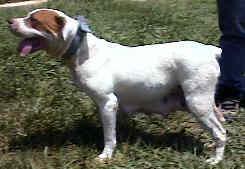 Rowe's Cody of Dixie Wardog