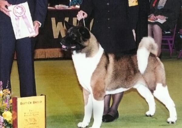 BISS AKC/CAN CH Akiko's Sky Rider Of Pride