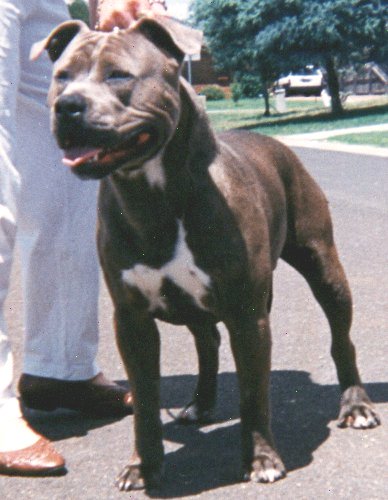 AUST CH Lyntiki Yankee Blues