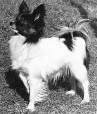 Persley Twiggy
