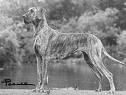 Chapala Dixie Pixie of Yacanto