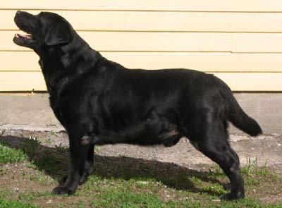 Danjacs Finnegan