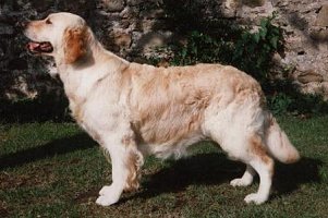 Stanroph Silent Tears KCJW