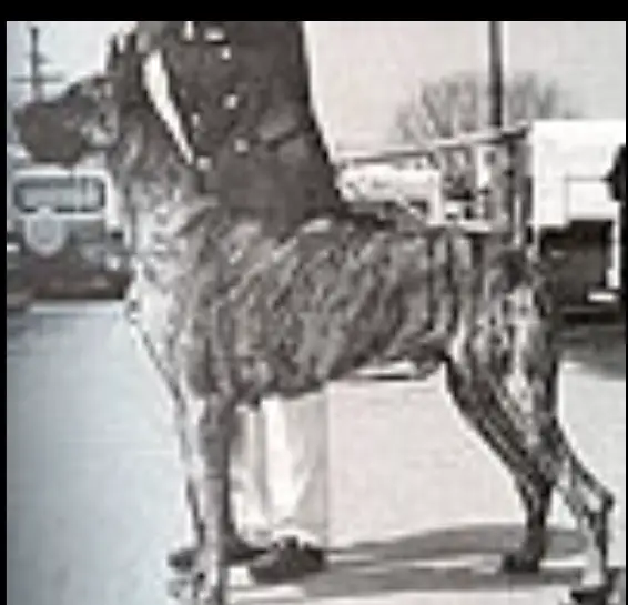 CH Jerdans King Momus