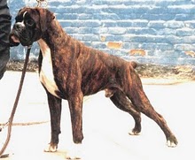 CH. Hamilton dei Boioni