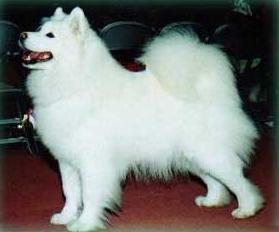 Funny Fabric Moulin Rouge