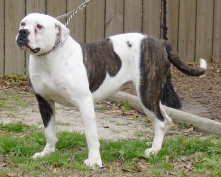 Bruiser's Collette Meyers ( Holloway Bulldog )