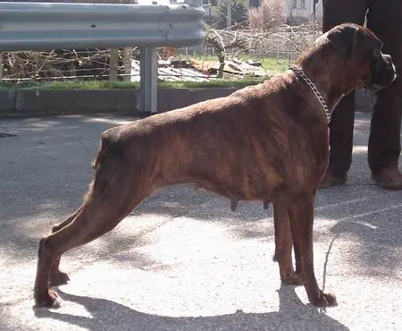 Ludovica dei Cavalieri del Monferato