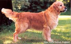 Friendship Classic Tattoo