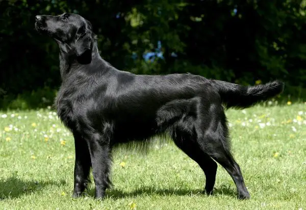 INT-FR-LUX-DRC-VDH Dark Devotion Blue British Bluff