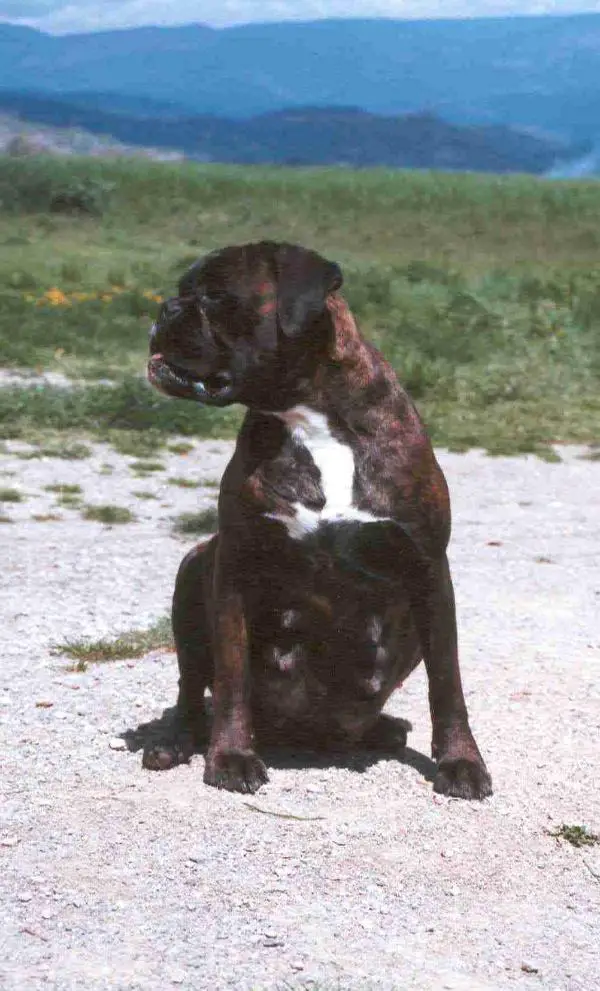 Yuma de Vallgorguina