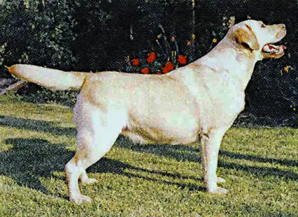 SHOW CHAMPION Rocheby Acorn